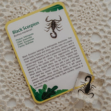 Load image into Gallery viewer, Our Earth life: Creepy Crawlers Specimen Set

