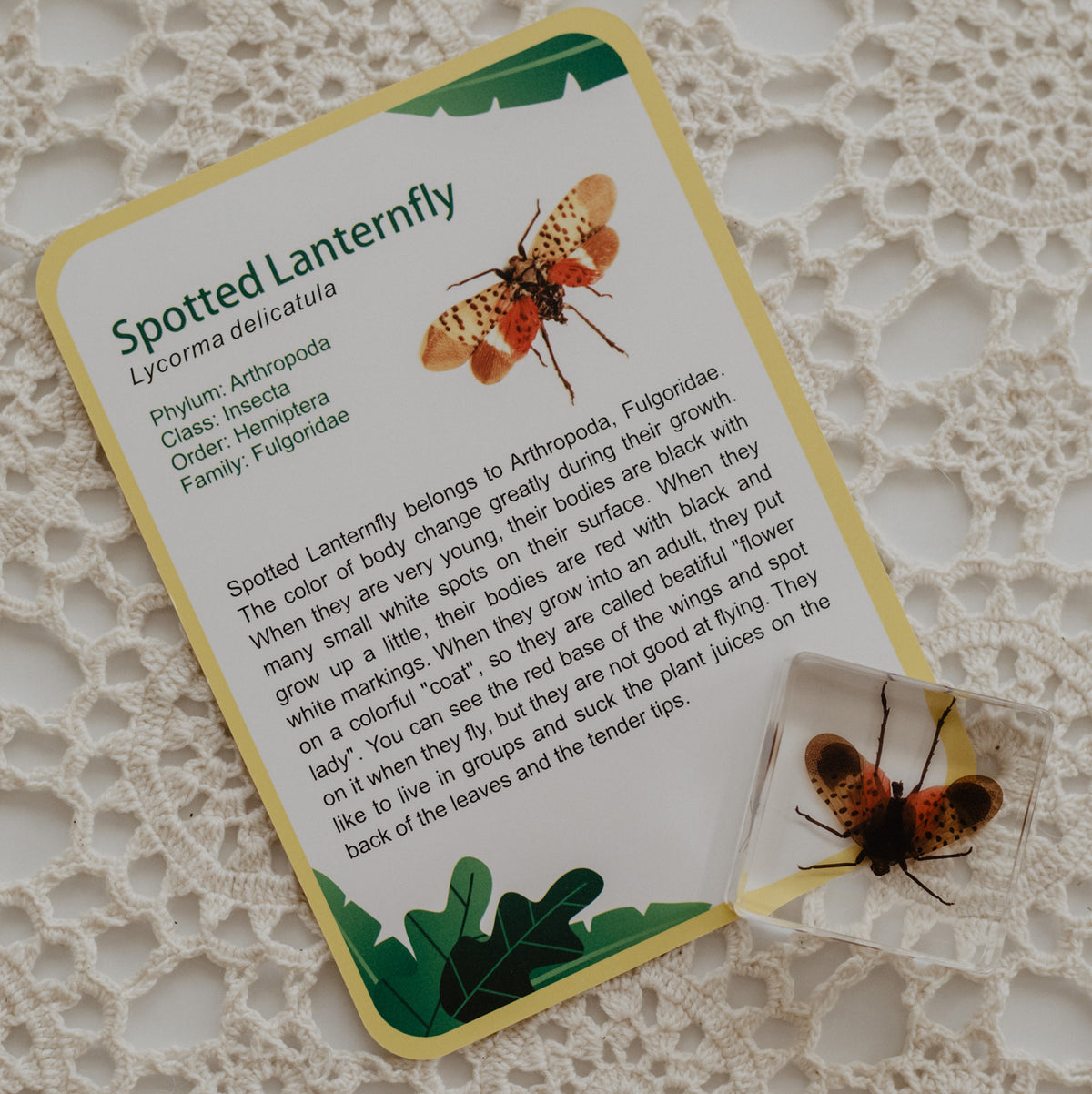 Our Earth life: Creepy Crawlers Specimen Set