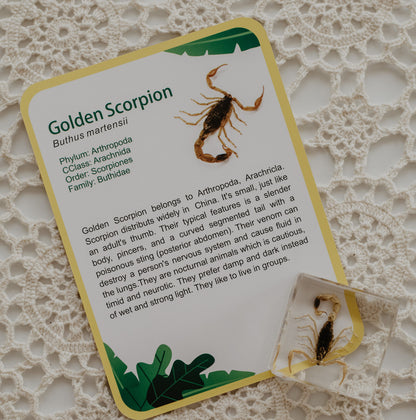Our Earth life: Creepy Crawlers Specimen Set