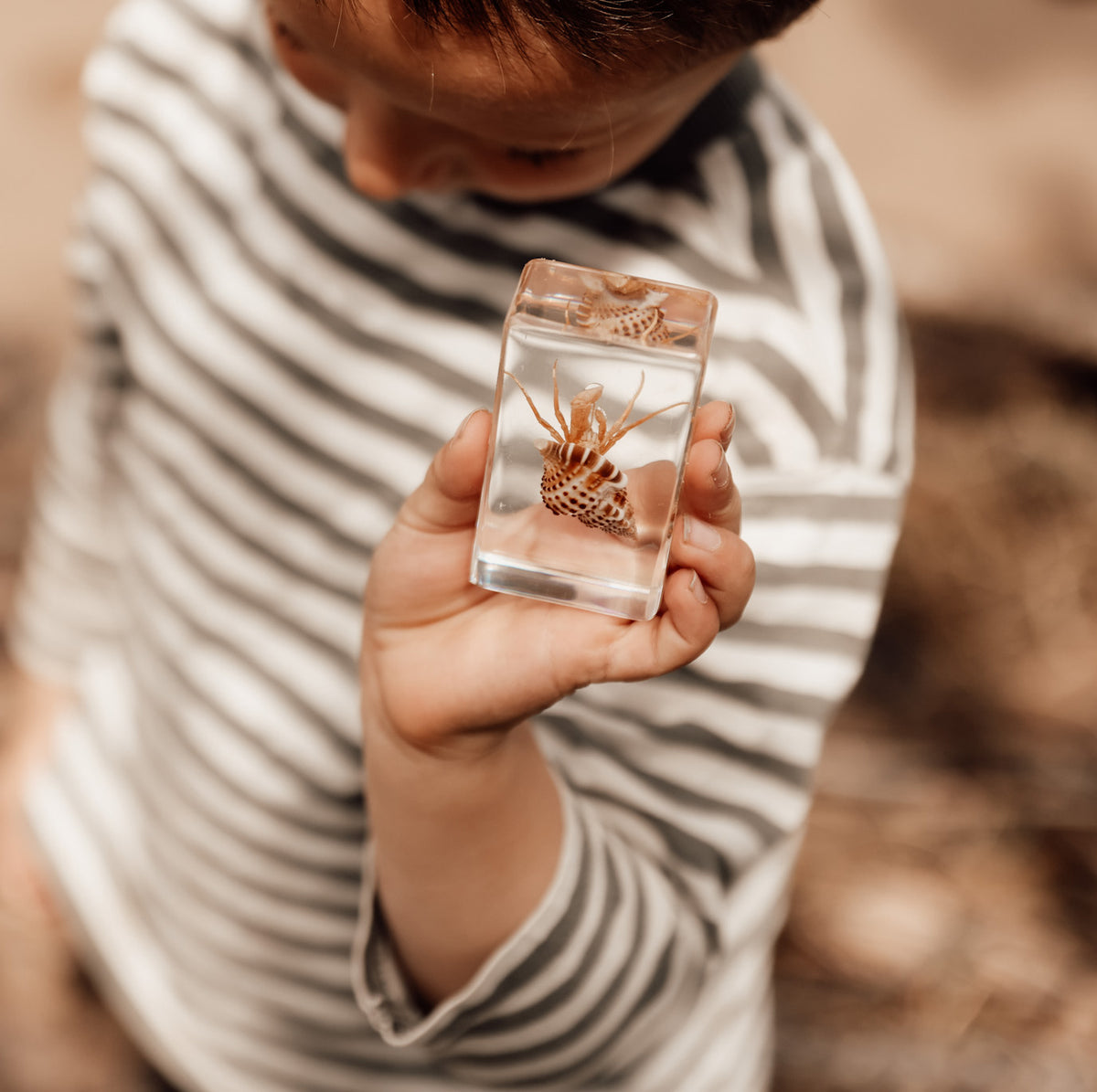 Our Earth life: Hermit Crab Specimen