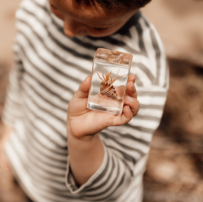 Our Earth life: Hermit Crab Specimen
