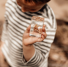 Load image into Gallery viewer, Our Earth life: Hermit Crab Specimen
