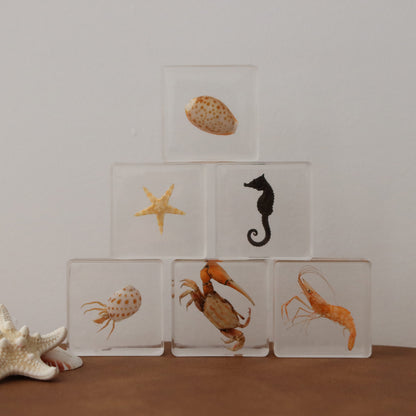Our Earth life: Ocean Explorer Specimen Set