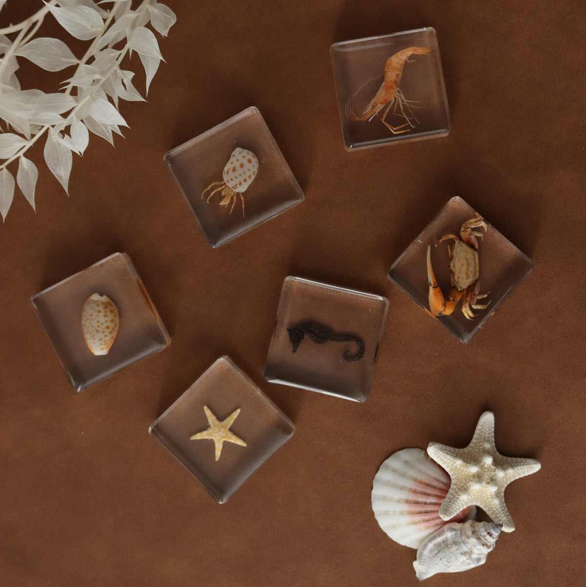 Our Earth life: Ocean Explorer Specimen Set