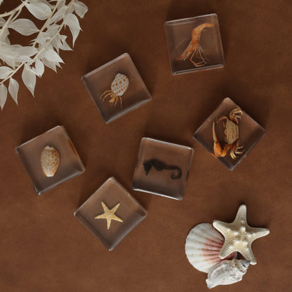 Our Earth life: Ocean Explorer Specimen Set