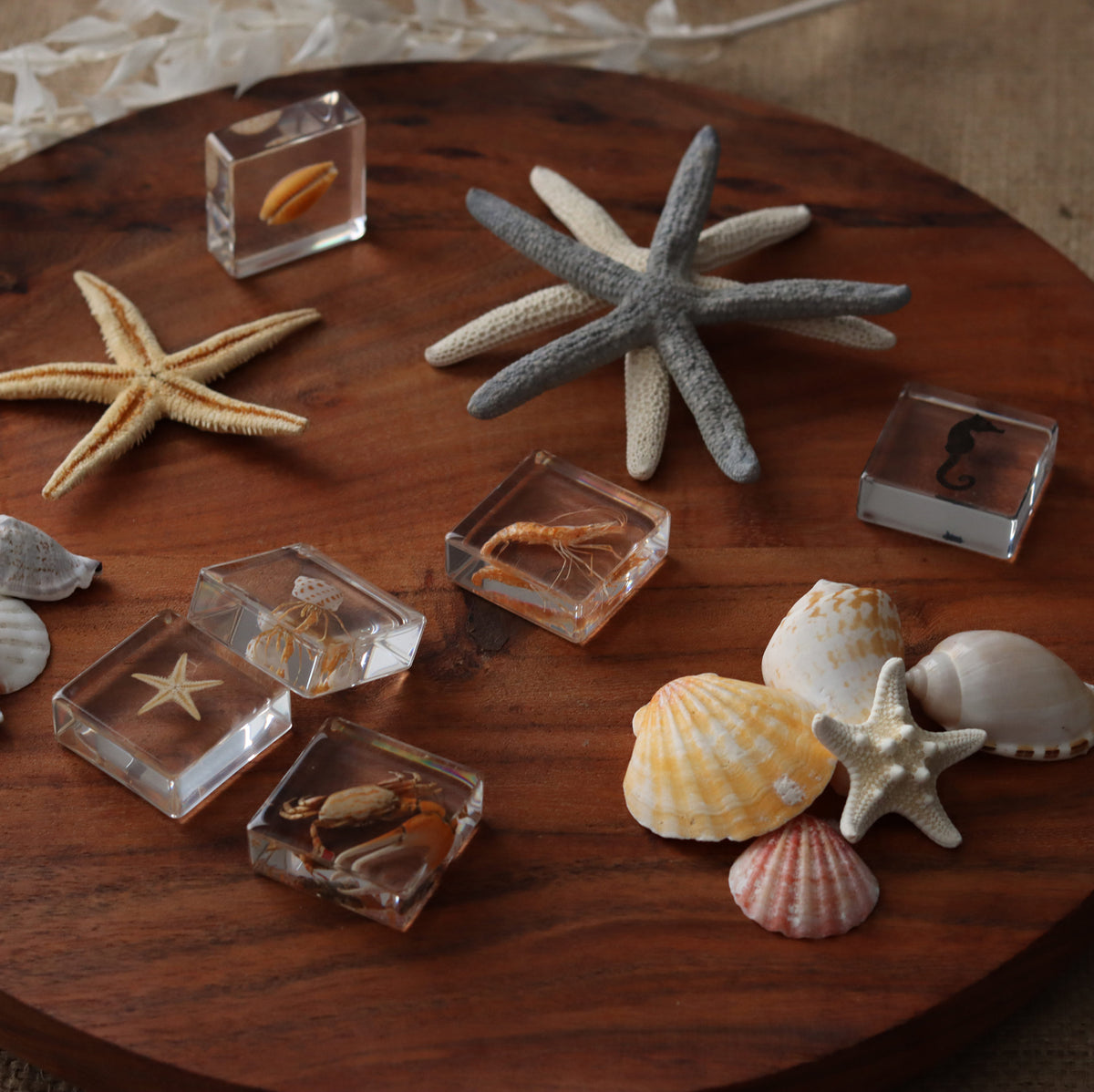 Our Earth life: Ocean Explorer Specimen Set