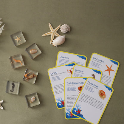 Our Earth life: Ocean Explorer Specimen Set