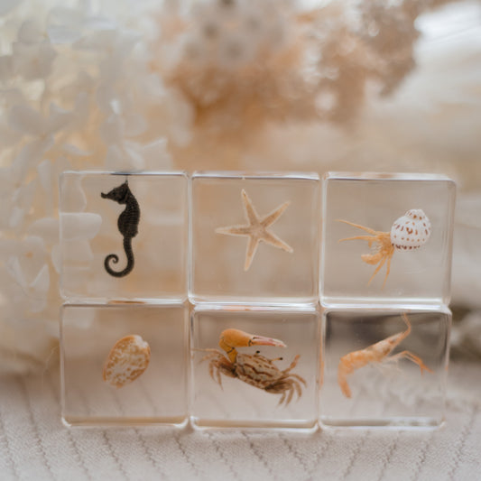 Our Earth life: Ocean Explorer Specimen Set