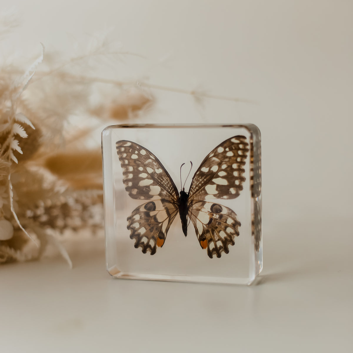 Our Earth life: Lime Butterfly Specimen