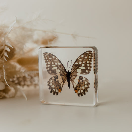 Our Earth life: Lime Butterfly Specimen