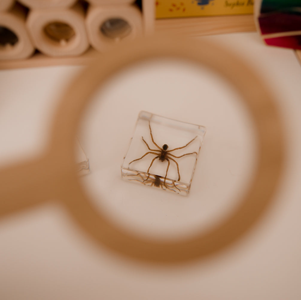 Our Earth life: Creepy Crawlers Specimen Set