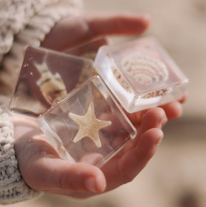 Our Earth life: Sea Searchers Specimen Set