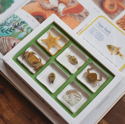 Our Earth life: Sea Searchers Specimen Set