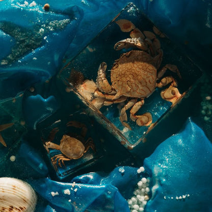 Our Earth life: Flower Moon Crab Specimen