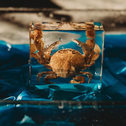 Our Earth life: Flower Moon Crab Specimen