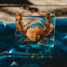 Load image into Gallery viewer, Our Earth life: Flower Moon Crab Specimen
