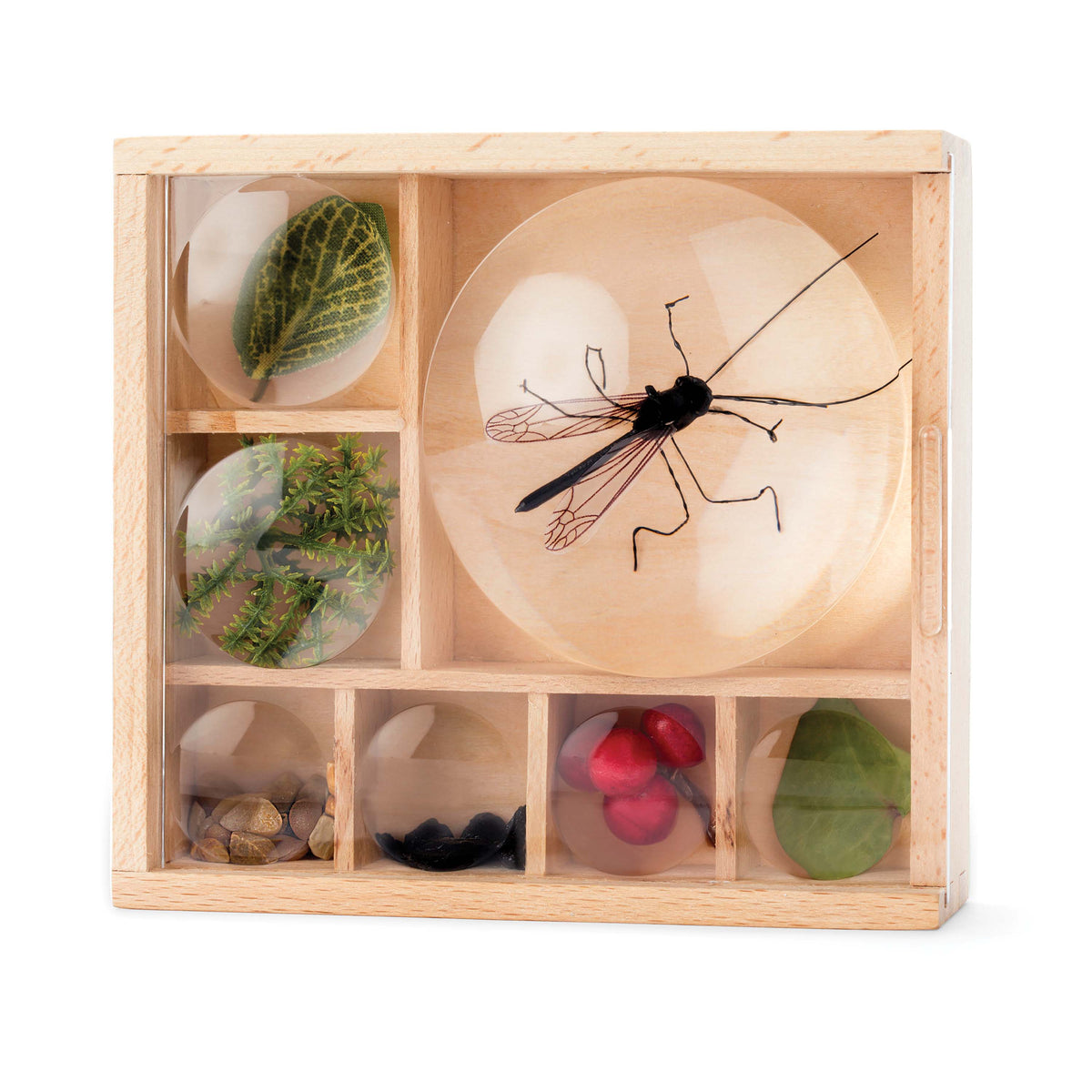 Kikkerland Great Outdoors My Little Museum (Bug Box)