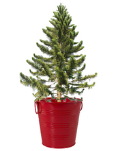 Load image into Gallery viewer, Christmas Tree Grow Kit (Pine)
